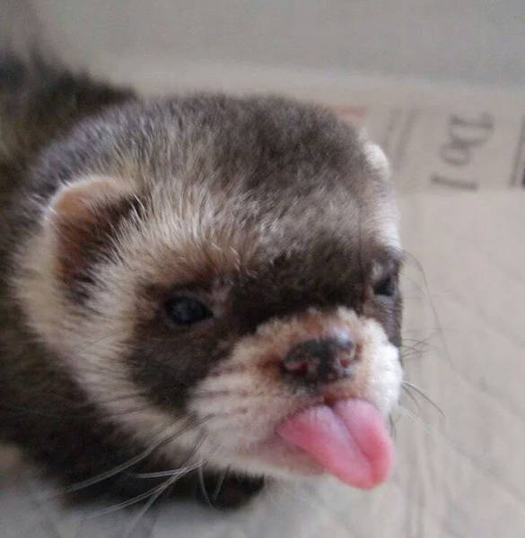 It’s Impossible To Resist The Cuteness Of These Little Fellas And Their Tongues