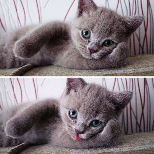 It’s Impossible To Resist The Cuteness Of These Little Fellas And Their Tongues