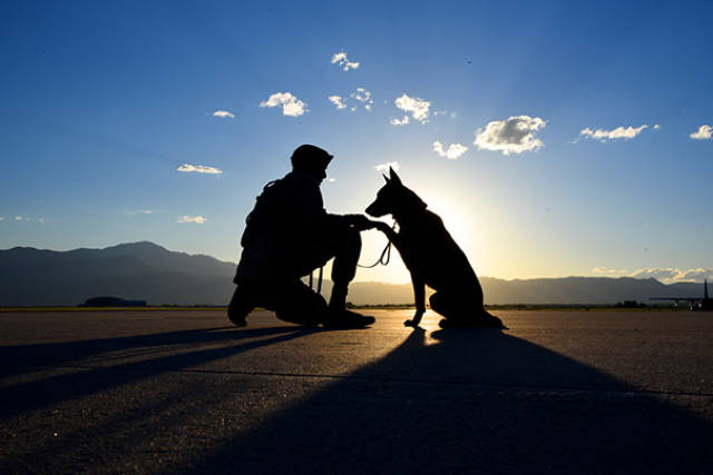 These Dogs Are Invaluable Examples Of Service And Devotion