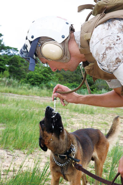 These Dogs Are Invaluable Examples Of Service And Devotion