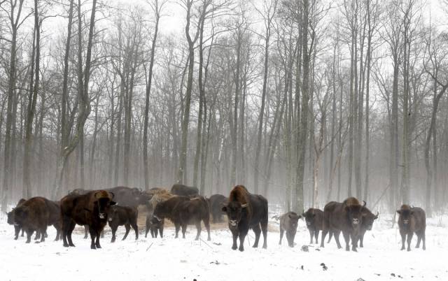Chernobyl Catastrophe Aftermath Forced Humans To Leave, But Wildlife Thrives There