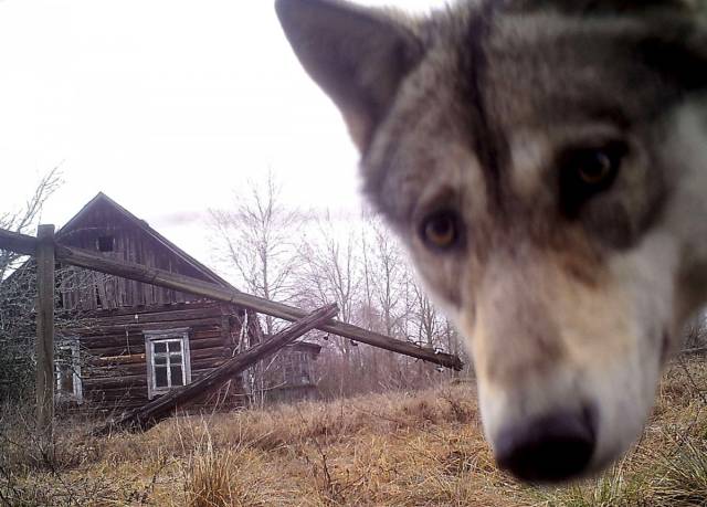 Chernobyl Catastrophe Aftermath Forced Humans To Leave, But Wildlife Thrives There