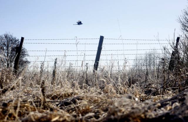 Chernobyl Catastrophe Aftermath Forced Humans To Leave, But Wildlife Thrives There