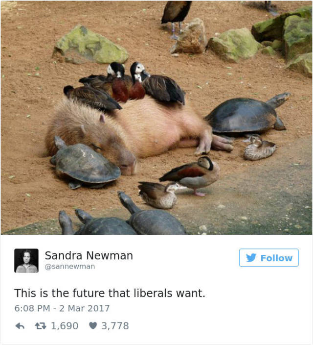 New Twitter Meme Shows That Liberals Want A Quite Unconventional Future…