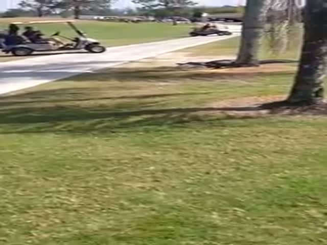 That Alligator Just Didn’t Give A F#ck About Golf