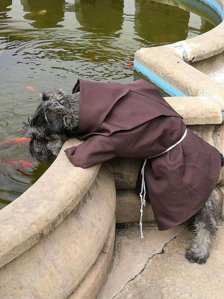 This Dog Was Homeless Until He Found Himself As A Monk In The Monastery