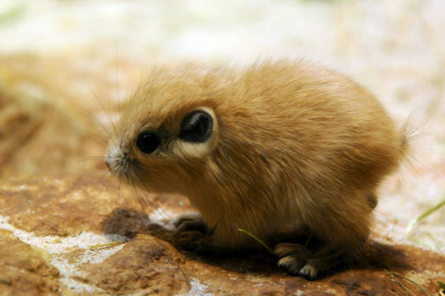 You Probably Didn’t Even Know These Animals Existed – Let Alone Them Having Such Cute Babies