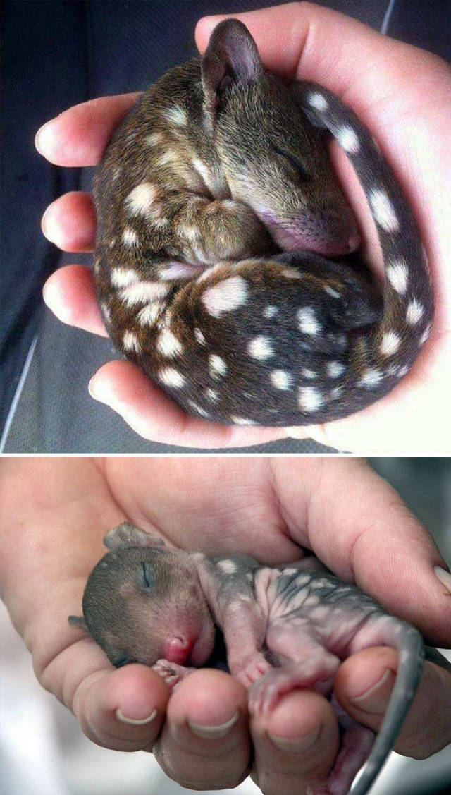 You Probably Didn’t Even Know These Animals Existed – Let Alone Them Having Such Cute Babies