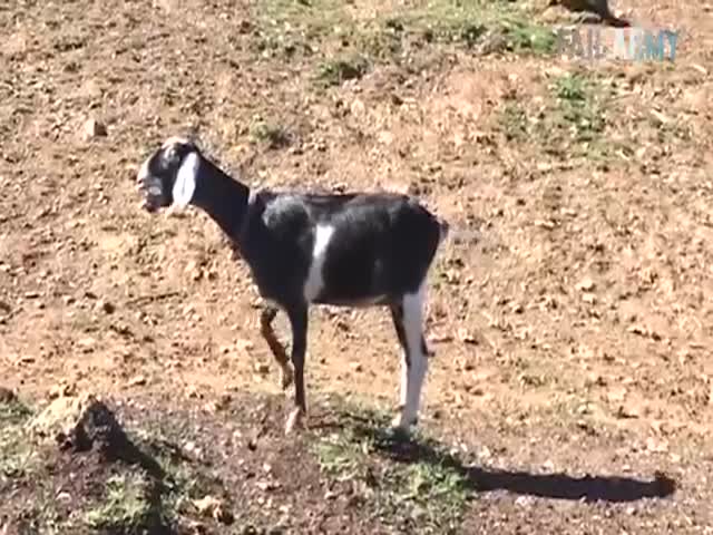 What? Is This Really Goat Fails?!