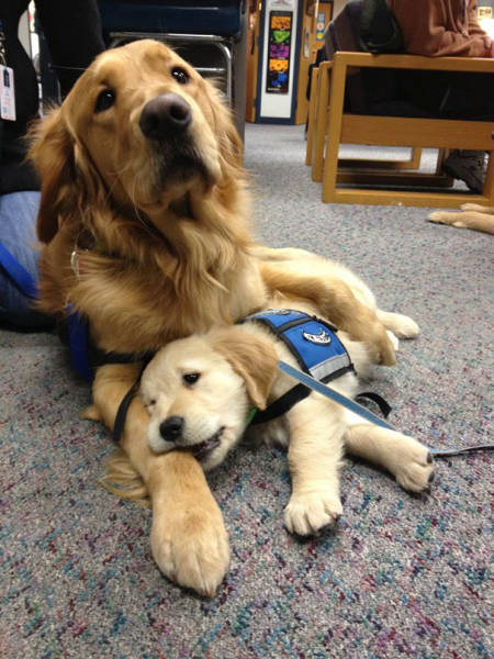 The Day When Service Puppies Enter Their New Jobs Is The Cutest Day Ever