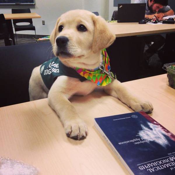 The Day When Service Puppies Enter Their New Jobs Is The Cutest Day Ever