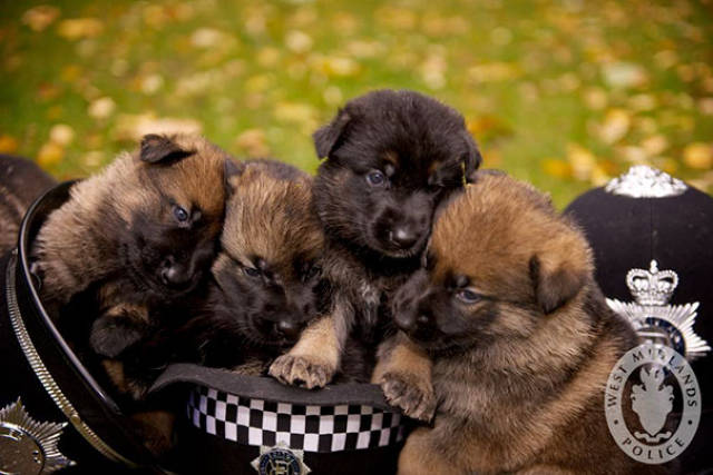 The Day When Service Puppies Enter Their New Jobs Is The Cutest Day Ever