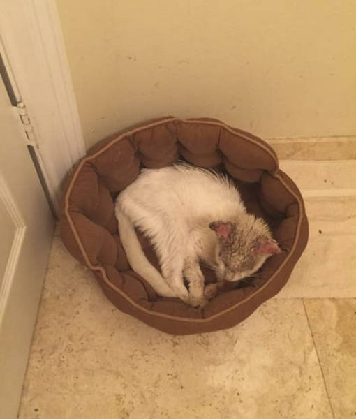 When They Rescued This “Blind” Cat They Had No Idea How It Will Turn Out