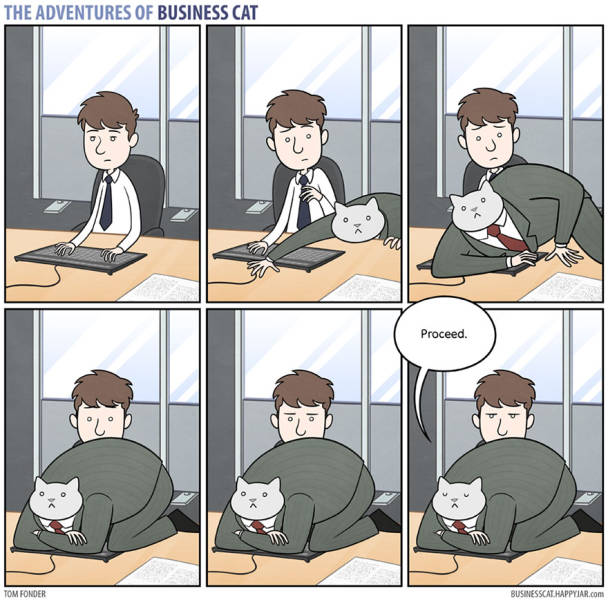 Everyone Needs A Cat Boss Sometimes…