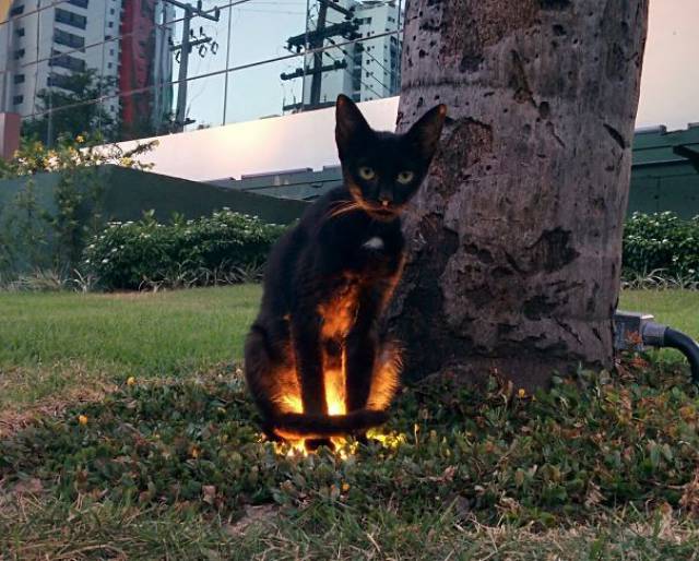 Is Your Cat A Satanist Too?
