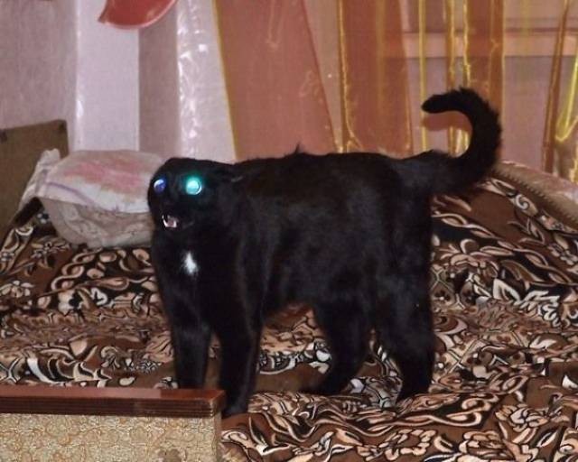 Is Your Cat A Satanist Too?