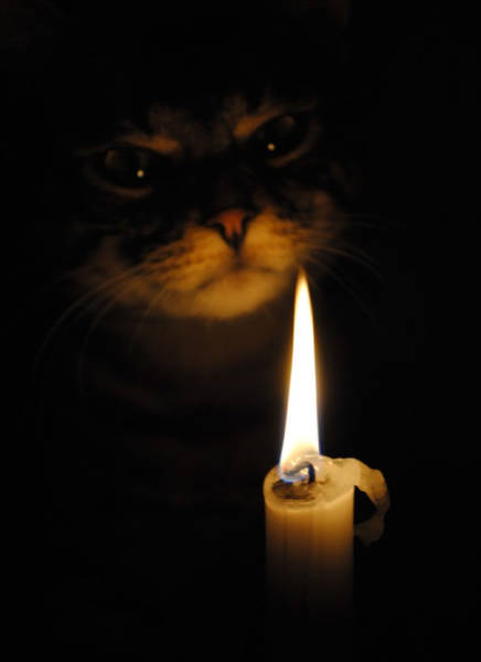 Is Your Cat A Satanist Too?