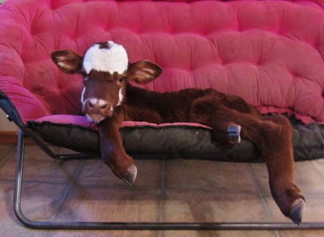 It’s Hard To Make A Cow Think She Is A Dog – But They Managed To Do That