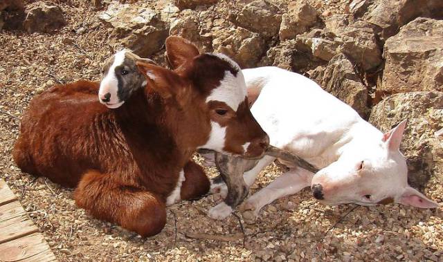 It’s Hard To Make A Cow Think She Is A Dog – But They Managed To Do That