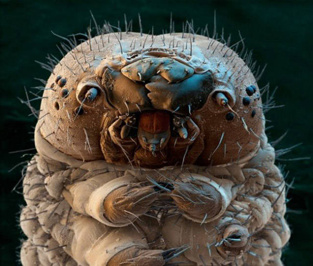 When You See These Insects You Will Doubt You Have Born On The Right Planet