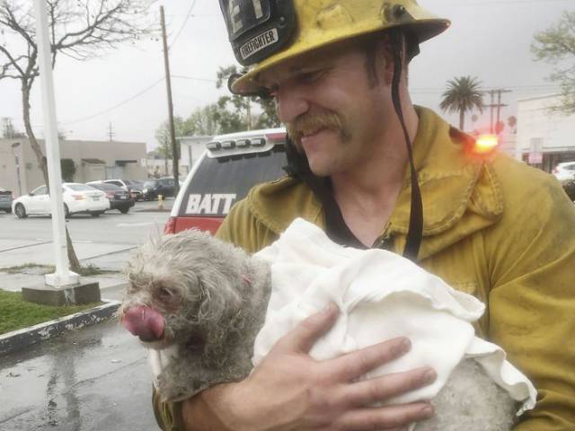 This Californian Firefighter Proves That His Destiny Is Saving Each And Every Life He Can