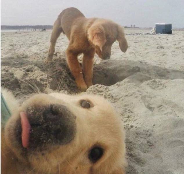 It Takes A Lot Of Skill To Photobomb That Masterfully
