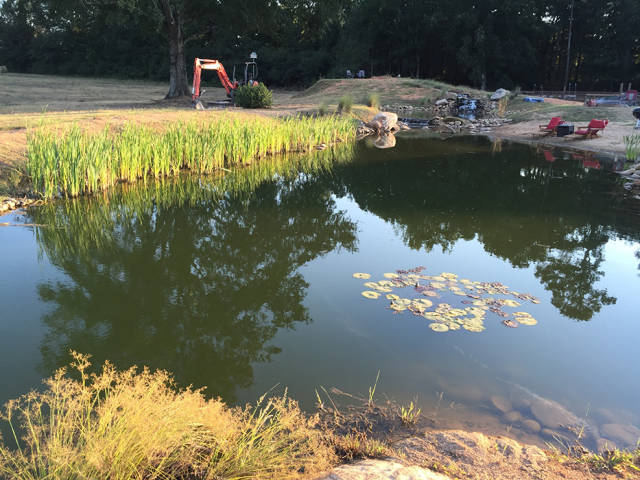 If You Like Ponds – Why Not Make Yourself One