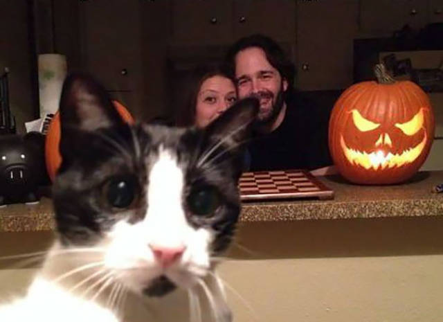 These Kitties Think Photobombs Need To Be Renamed Into Photocats