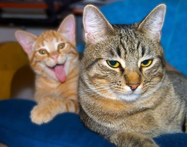 These Kitties Think Photobombs Need To Be Renamed Into Photocats