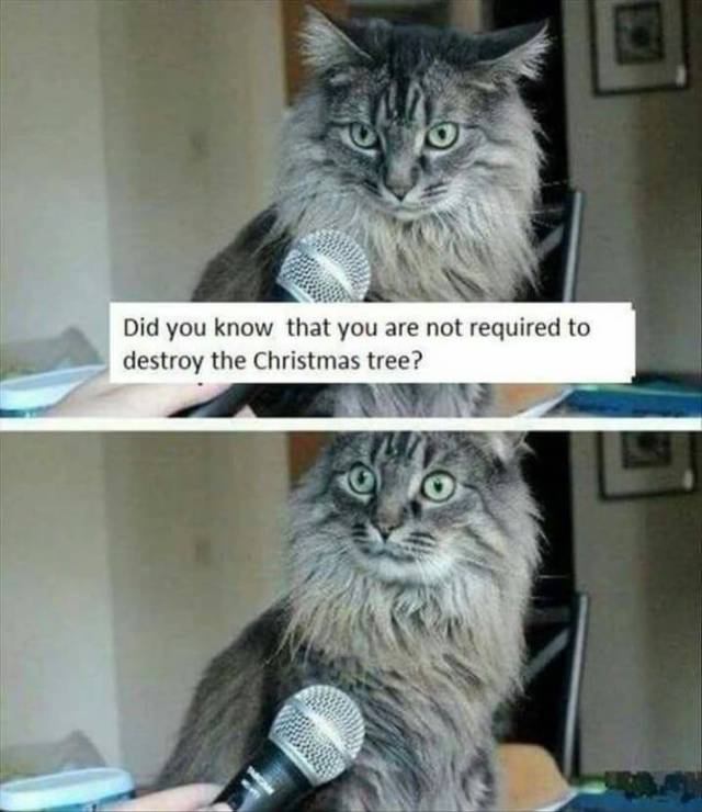 Kitties Bring In The Memes!