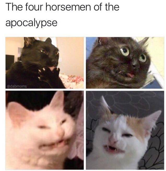 Kitties Bring In The Memes!