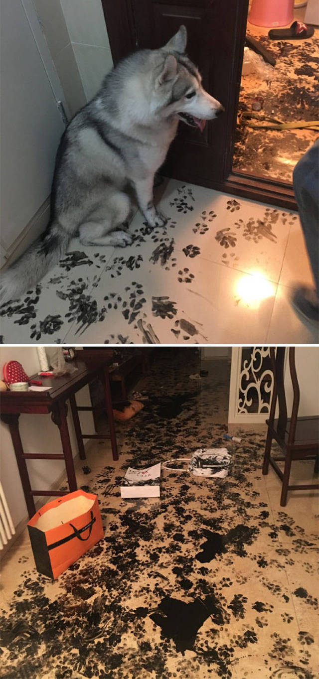 Your Pets Will Destroy Your House Given Half A Chance