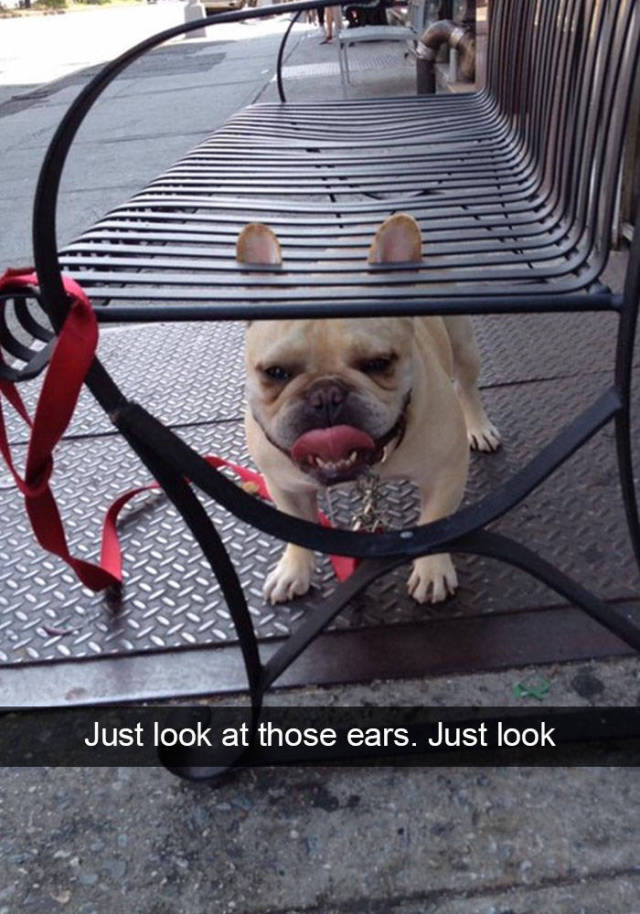 Dogs Are The Top Celebrities Of Snapchat!