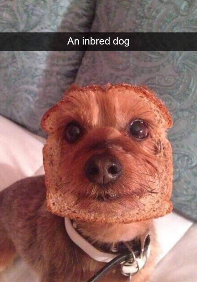 Dogs Are The Top Celebrities Of Snapchat!
