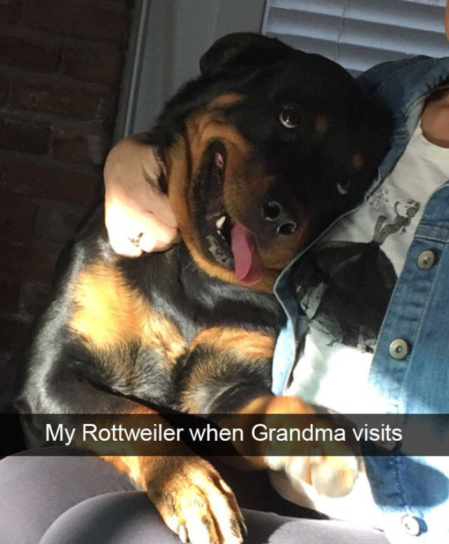 Dogs Are The Top Celebrities Of Snapchat!