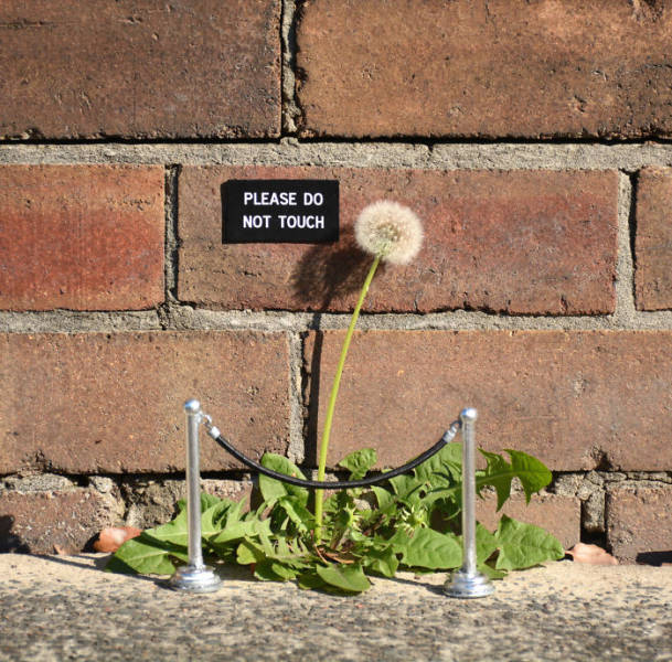 When Nature And Street Art Go Hand In Hand