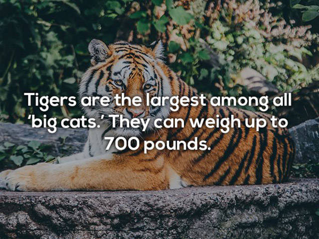 If You Didn’t Think Tigers Are Awesome Before – Now You Do