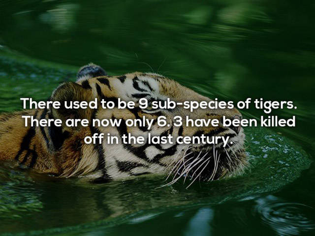 If You Didn’t Think Tigers Are Awesome Before – Now You Do