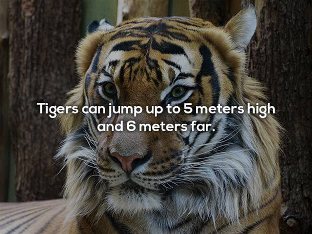 If You Didn’t Think Tigers Are Awesome Before – Now You Do