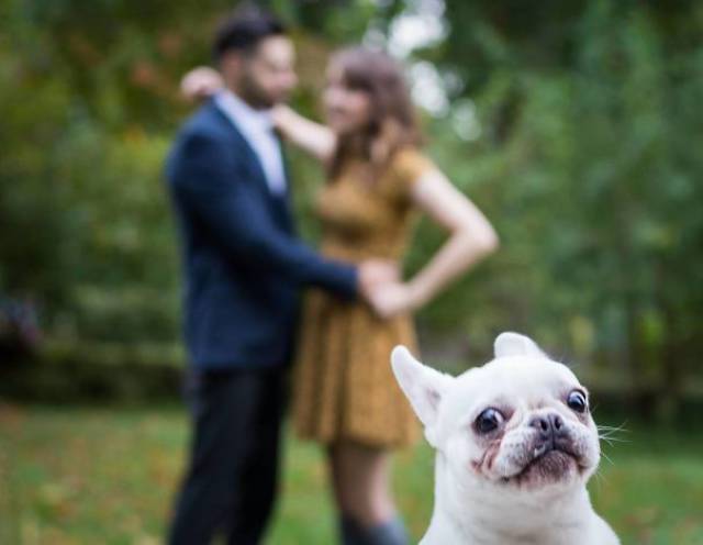 Dogs Know Exactly How To Ruin Photos