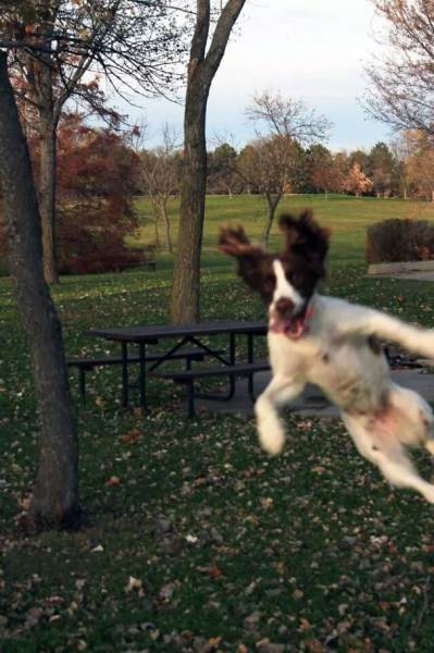 Dogs Know Exactly How To Ruin Photos