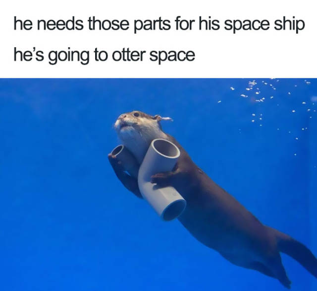 Animals Are The Source Of The Cutest Memes