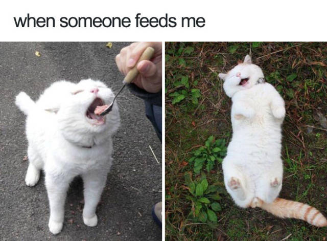 Animals Are The Source Of The Cutest Memes