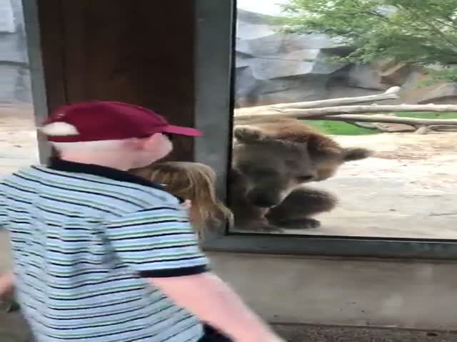 This Bear Is Up To Anything Silly
