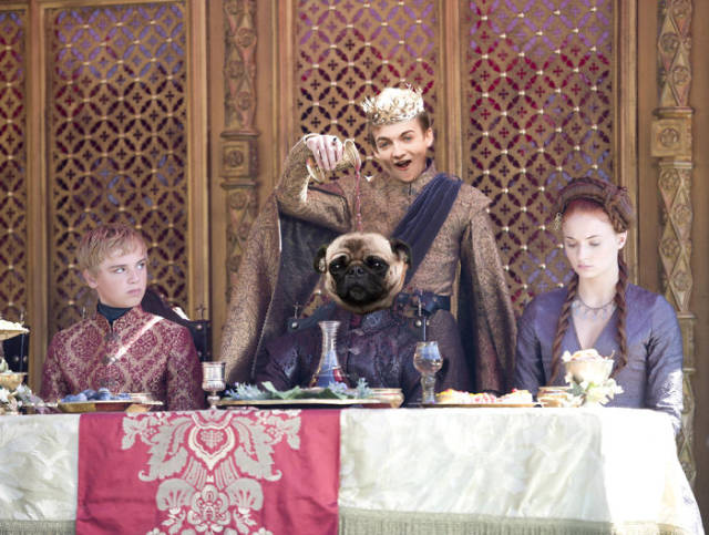 King Joffrey And A Cute Pug Was Everything Internet Needed For A New Photoshop Battle