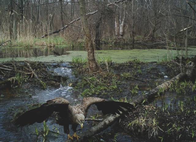 Chernobyl Dead Zone Is Not All That Dead