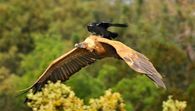 Crows Just Don’t Give A Flying F#ck About Anything In This World