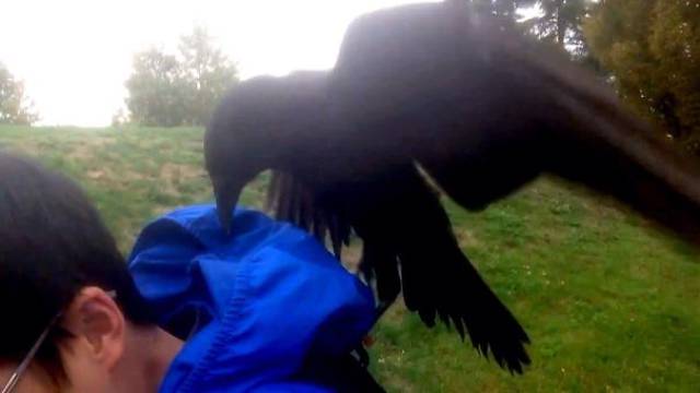 Crows Just Don’t Give A Flying F#ck About Anything In This World