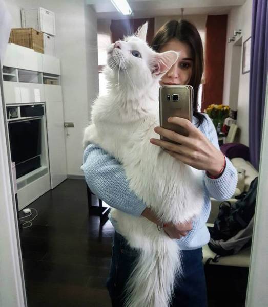 This Very Big Cat Gives His Owners Some Very Big Love!