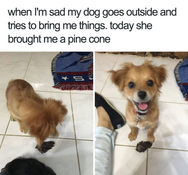 Dogs Bring You The Furriest Memes!